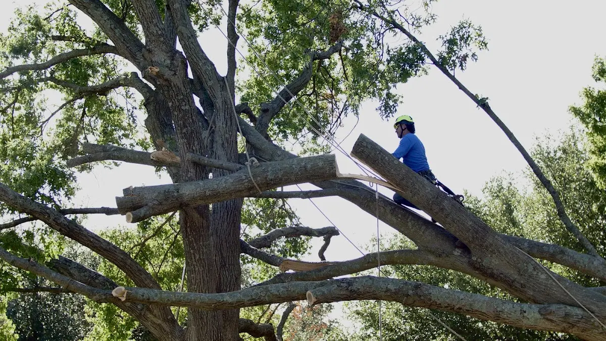 Professional Crown Thinning performed by certified arborists in East Thetford