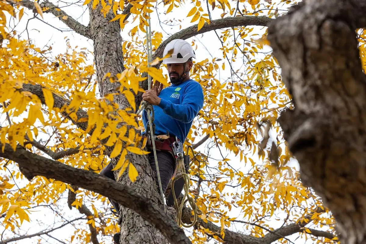 Skilled Tree Pruning crew working in East Thetford